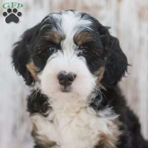 Isabel, Mini Bernedoodle Puppy